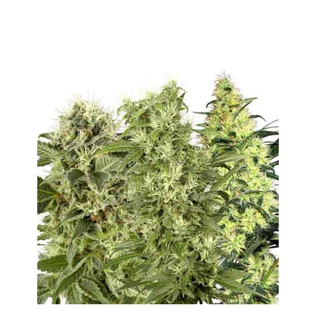 buy cannabis seeds Female Mix