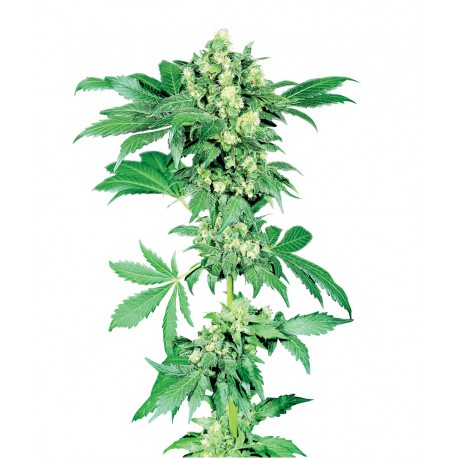buy cannabis seeds Afghani #1