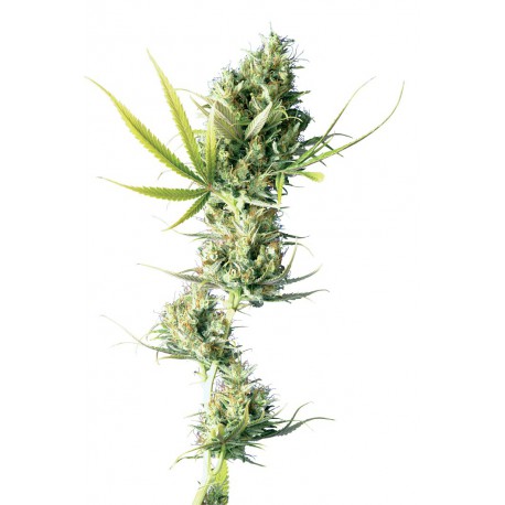 buy cannabis seeds Durban