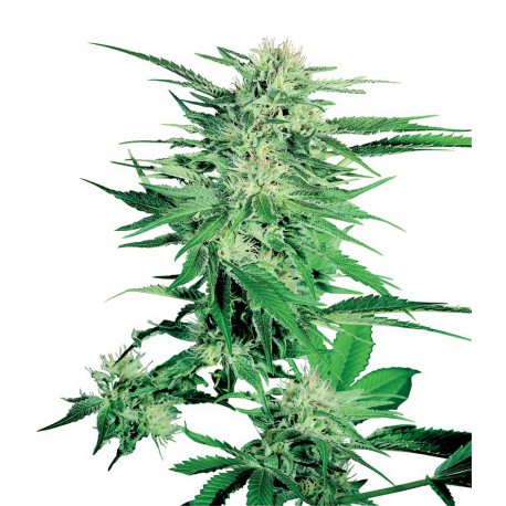 buy cannabis seeds Big Bud