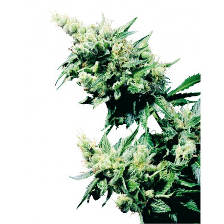 buy cannabis seeds Hash Plant