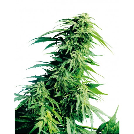 buy cannabis seeds Hindu Kush