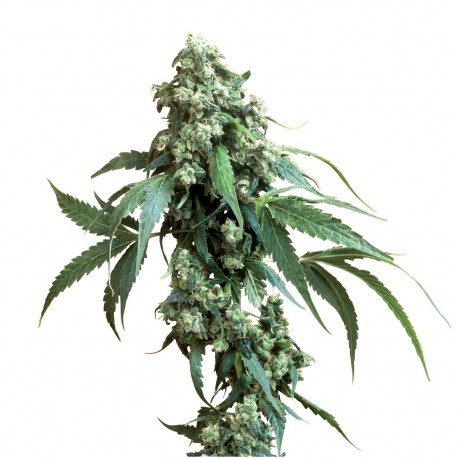 buy cannabis seeds Jack Flash