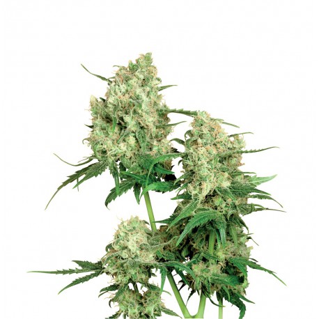 buy cannabis seeds Maple Leaf Indica