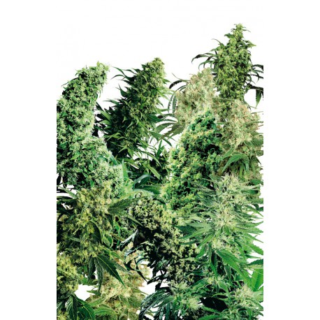 buy cannabis seeds Indoor Mix