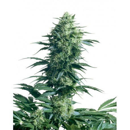 buy cannabis seeds Mother's Finest