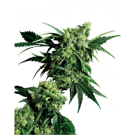 buy cannabis seeds Mr Nice G13 x Hashplant