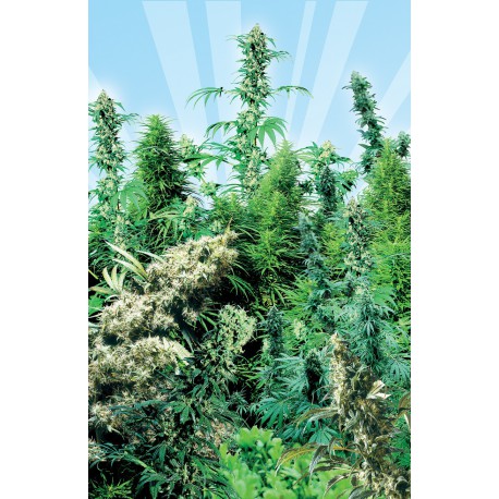buy cannabis seeds Outdoor Mix