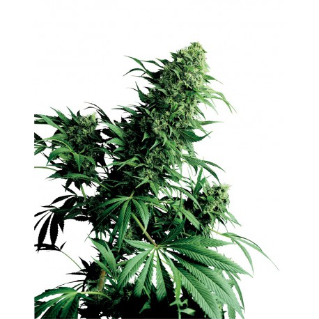 buy cannabis seeds Shiva Shanti