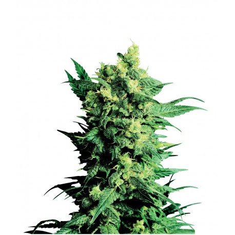 buy cannabis seeds Shiva Shanti II