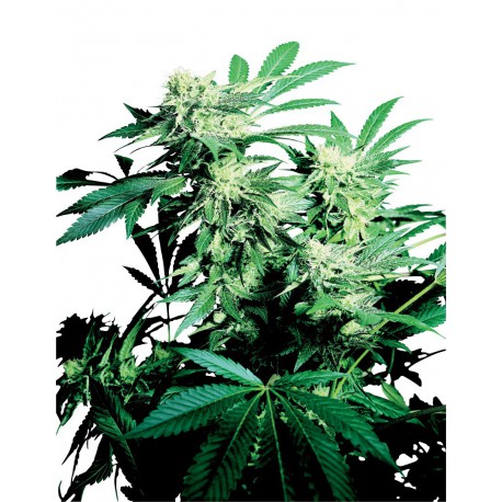 buy cannabis seeds Skunk Kush