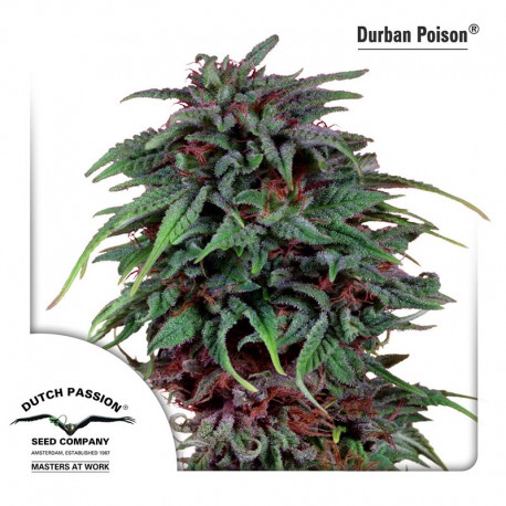 buy cannabis seeds Durban Poison