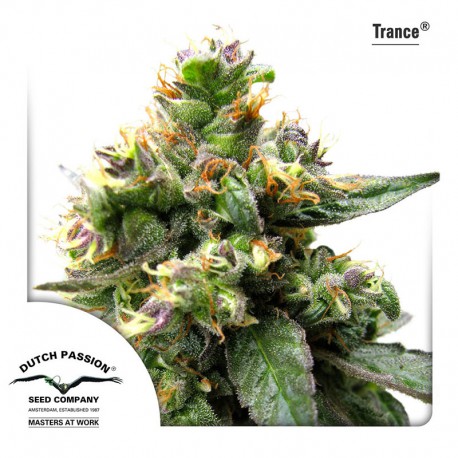 buy cannabis seeds Trance