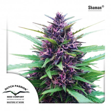 buy cannabis seeds Shaman