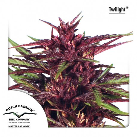 buy cannabis seeds Twilight