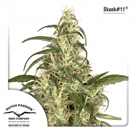 buy cannabis seeds Skunk #11