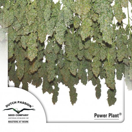 buy cannabis seeds Power Plant
