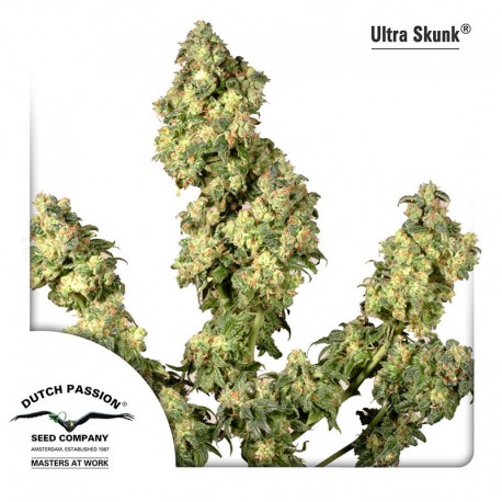 buy cannabis seeds Ultra Skunk
