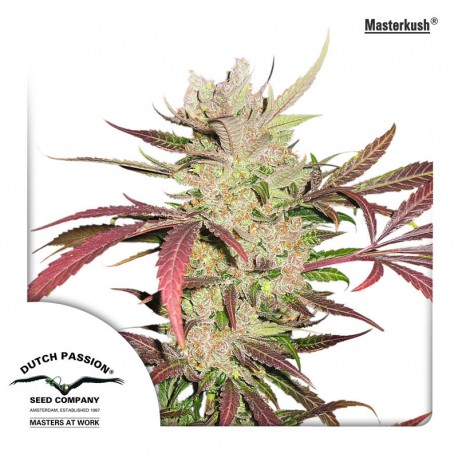 buy cannabis seeds Masterkush