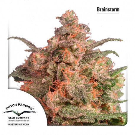 buy cannabis seeds Brainstorm
