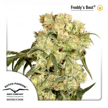 buy cannabis seeds Freddy's Best