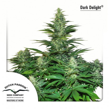 buy cannabis seeds Dark Delight