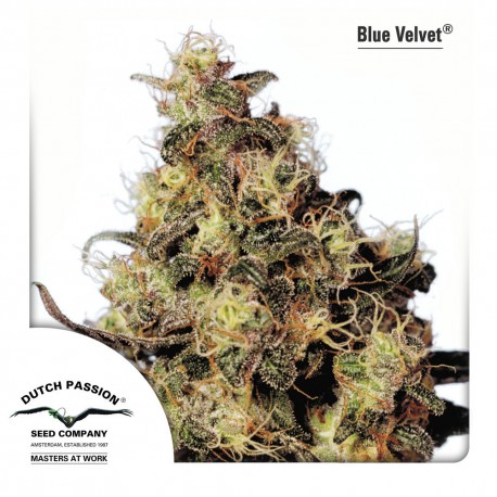 buy cannabis seeds Blue Velvet