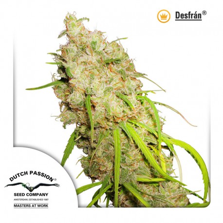 buy cannabis seeds Desfran
