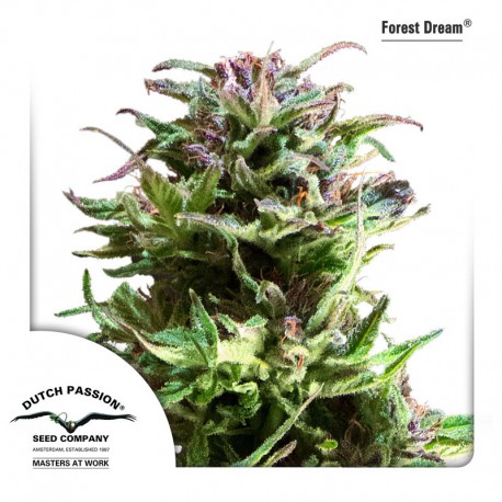 buy cannabis seeds Forest Dream