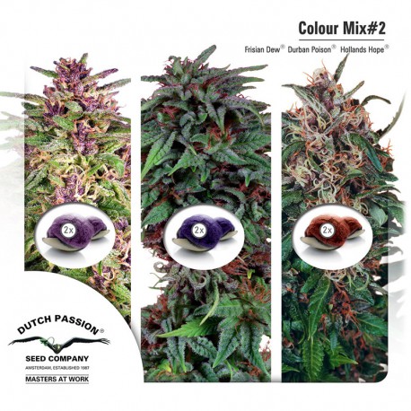 buy cannabis seeds Colour Mix #2