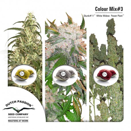 buy cannabis seeds Colour Mix #3