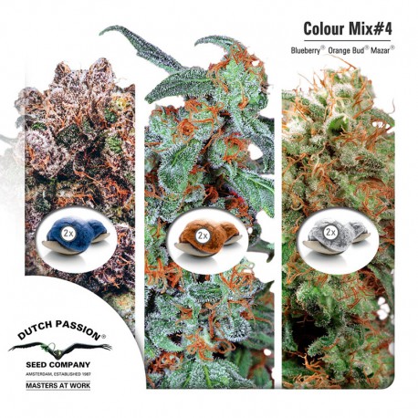 buy cannabis seeds Colour Mix #4