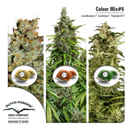 buy cannabis seeds Colour Mix #6