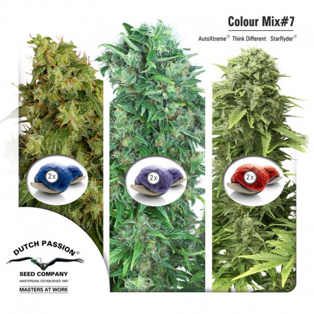 buy cannabis seeds Colour Mix #7