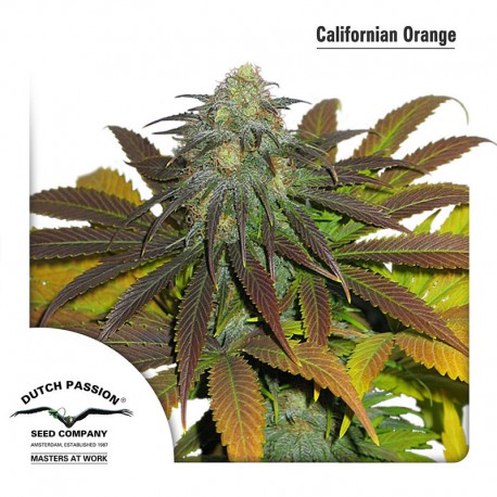 buy cannabis seeds Californian Orange
