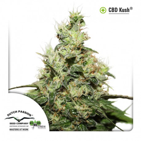 buy cannabis seeds CBD Kush