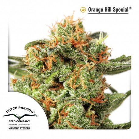 buy cannabis seeds Orange Hill Special