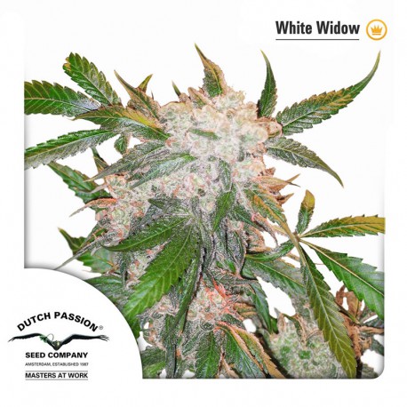 buy cannabis seeds White Widow