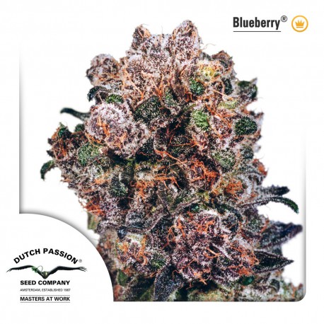 buy cannabis seeds Blueberry