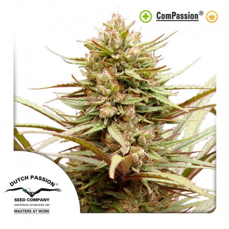 buy cannabis seeds ComPassion
