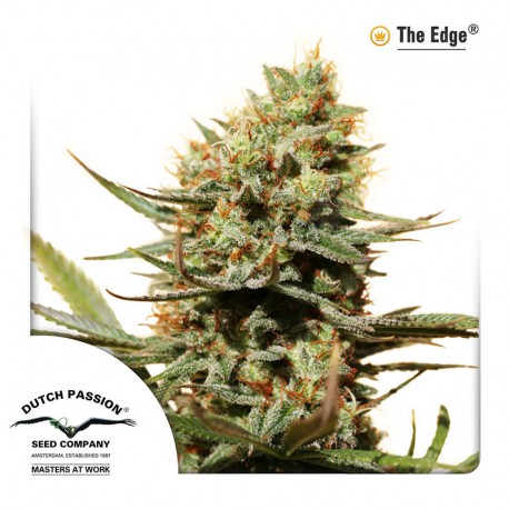 buy cannabis seeds The Edge