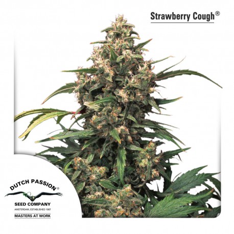 buy cannabis seeds Strawberry Cough