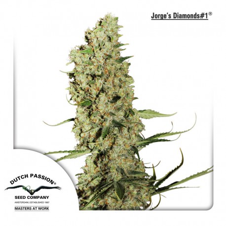 buy cannabis seeds Jorges Diamonds #1