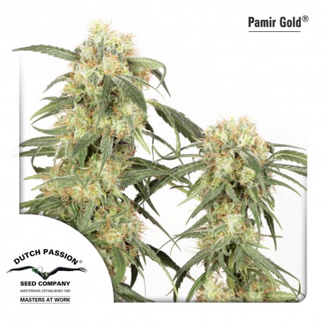 buy cannabis seeds Pamir Gold