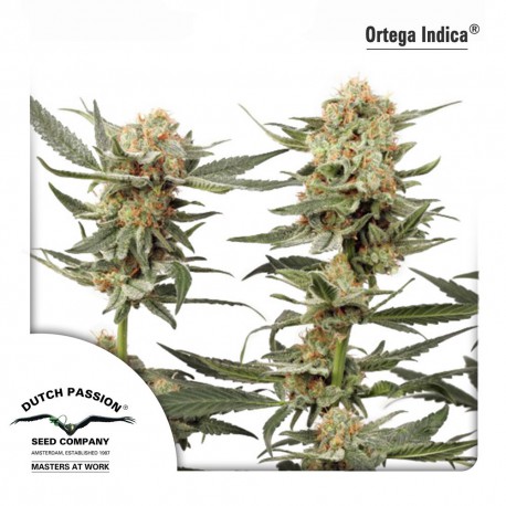 buy cannabis seeds Ortega Indica