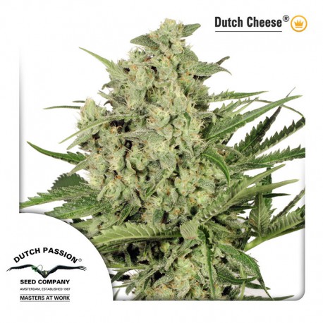 buy cannabis seeds Dutch Cheese
