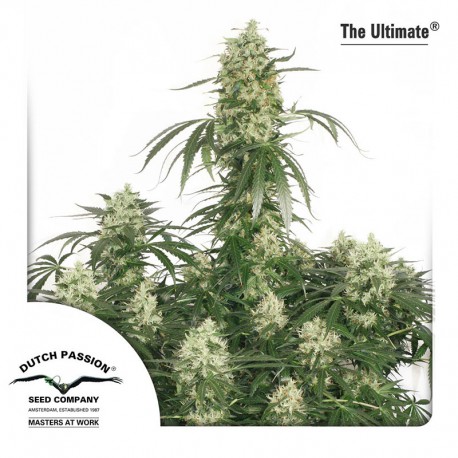 buy cannabis seeds The Ultimate