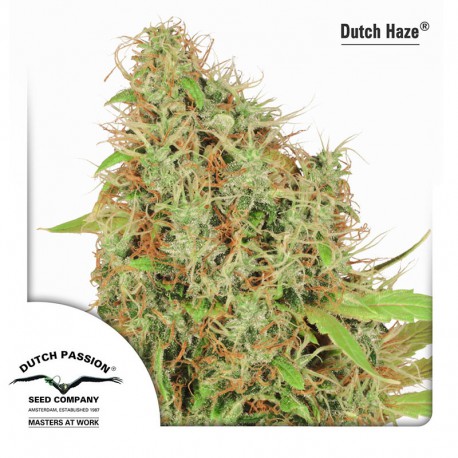 buy cannabis seeds Dutch Haze