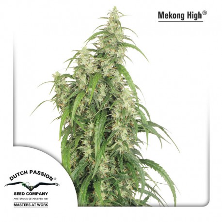 buy cannabis seeds Mekong High
