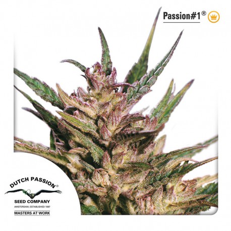 buy cannabis seeds Passion #1